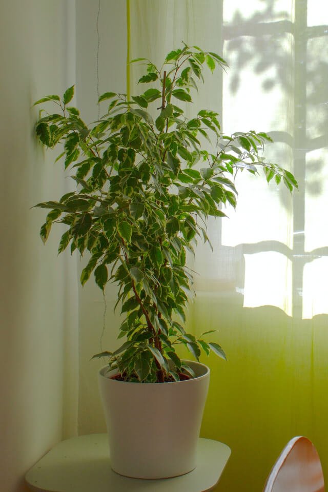plants shop product gallery img 10 plants shop product gallery img 10